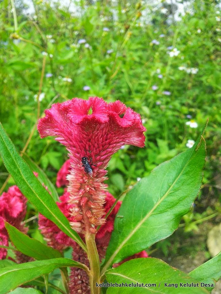 Pokok Bunga Kelulut - Balung Ayam (Celosia argentea) - Kelab Lebah Kelulut