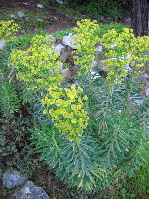 Promenade Au Jardin De Lili Dans Le Poitou Aout 2014