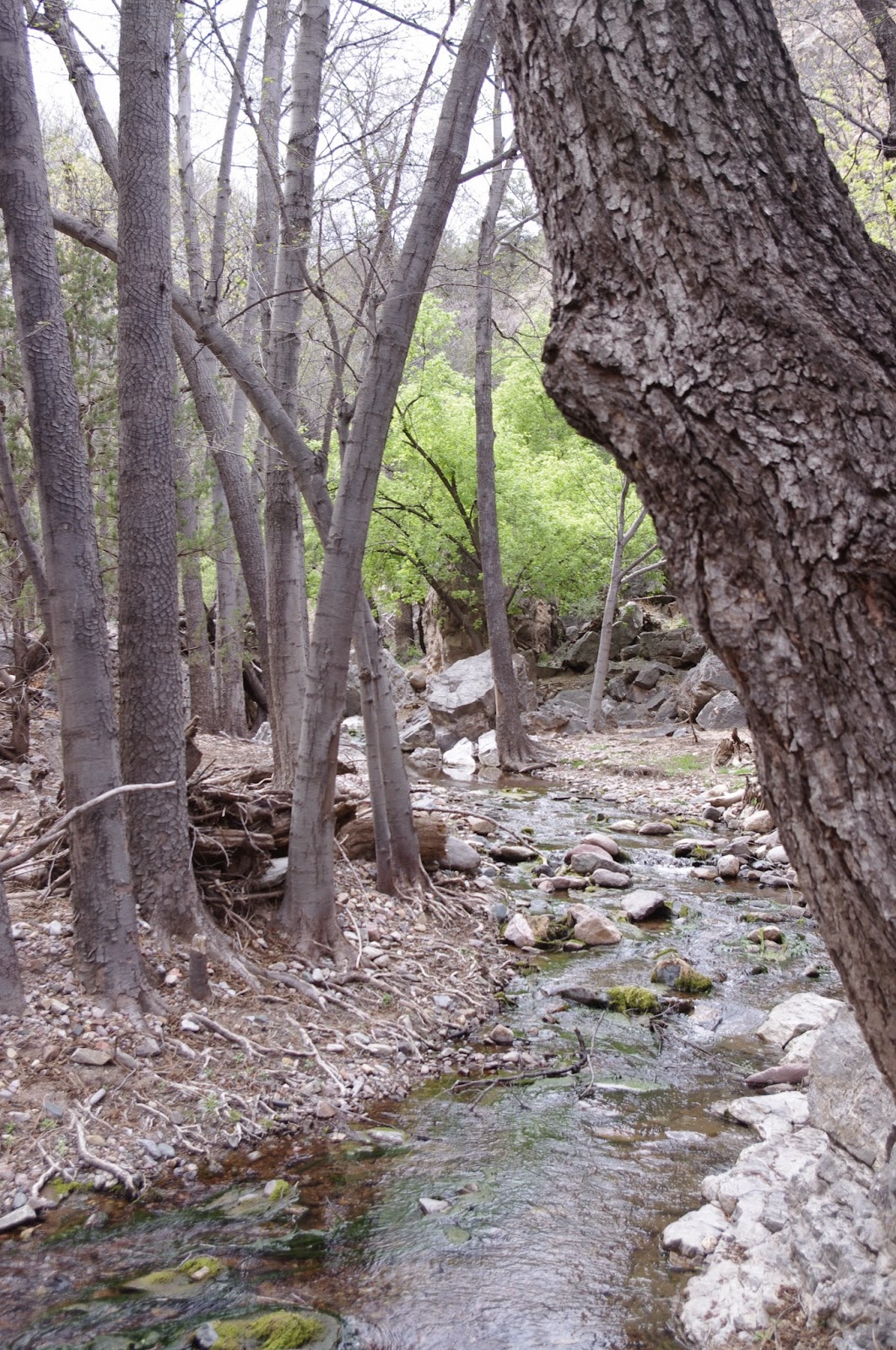 Southern New Mexico Explorer Mineral Creek, North Percha Creek Hike