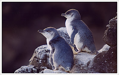 Little Blue Penguin | Amazing Facts & Latest Pictures | All Wildlife