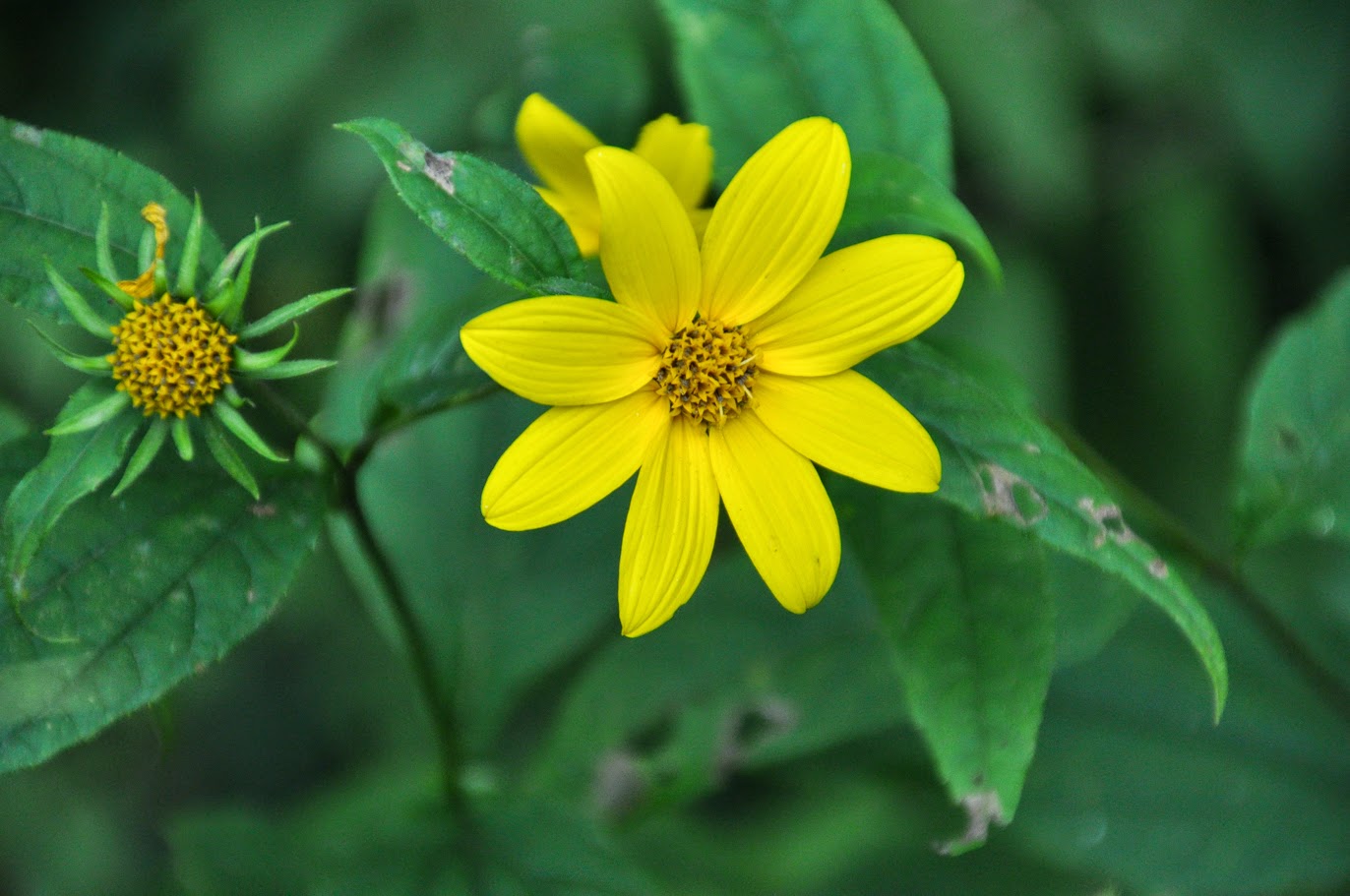 Woodland Sunflower