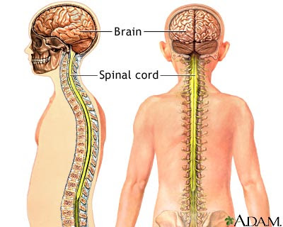 Cns Brain