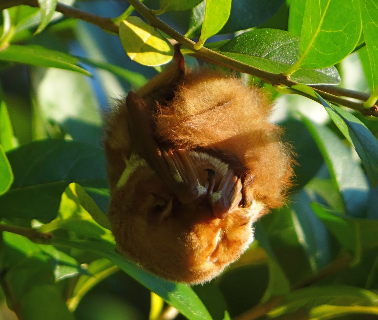 Prospect Park Bird Sightings & North Brooklyn Nature News Sleeping Red