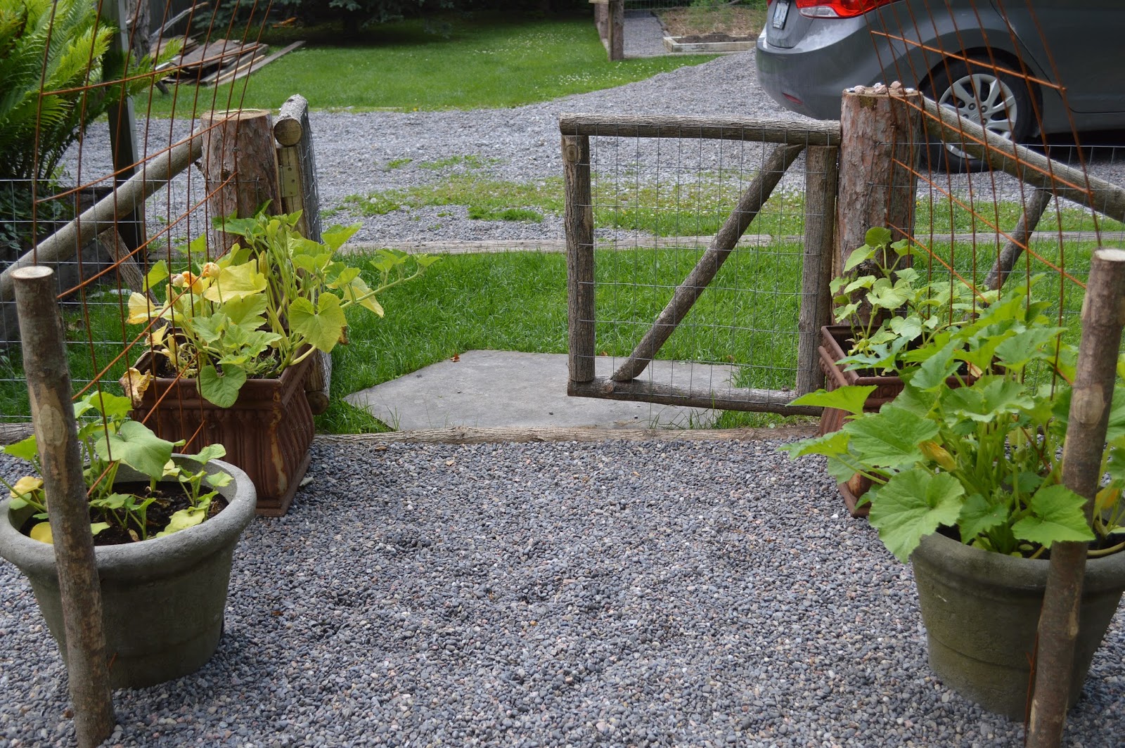 growing pumpkins in raised beds