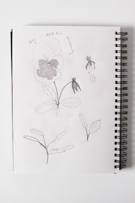 pansies, sketchbook, garden sketching, Anne Butera, My Giant Strawberry