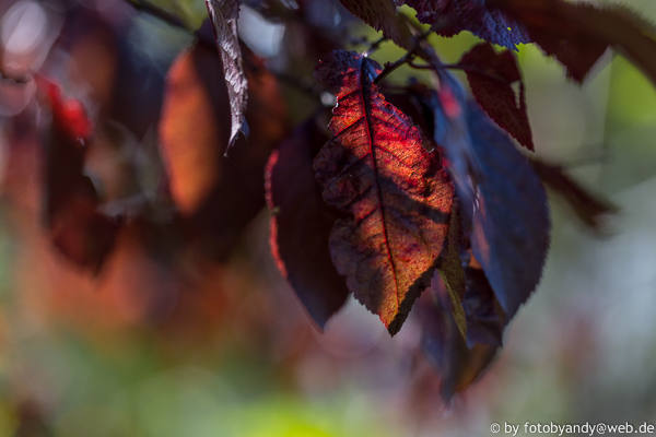 Foto By Andy Oktober 2014