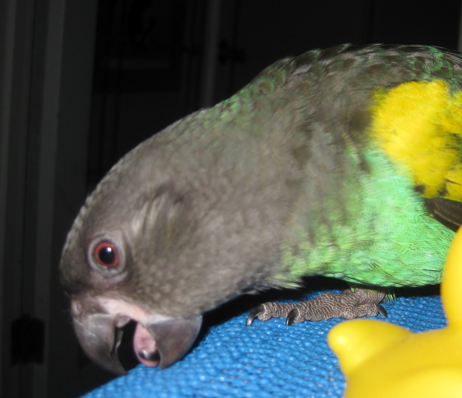 Pawsitive Feedback's Dog Blog Respect the