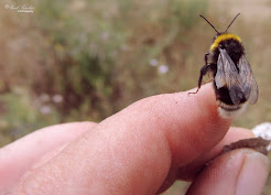 abejorros , familia Apidae