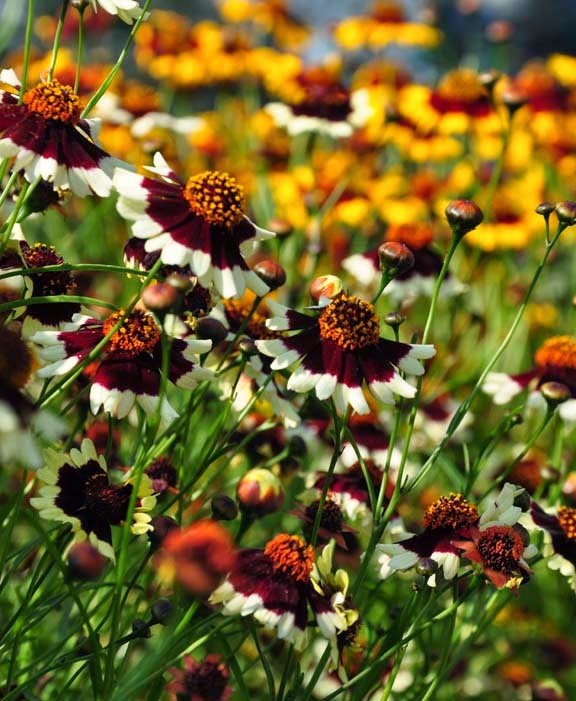 Three Dogs In A Garden Threadleaf Coreopsis