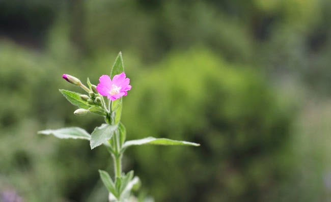 Great Willowherb Flowers Pictures Great Willowherb Flowers Pictures