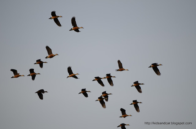 migratory birds in flight