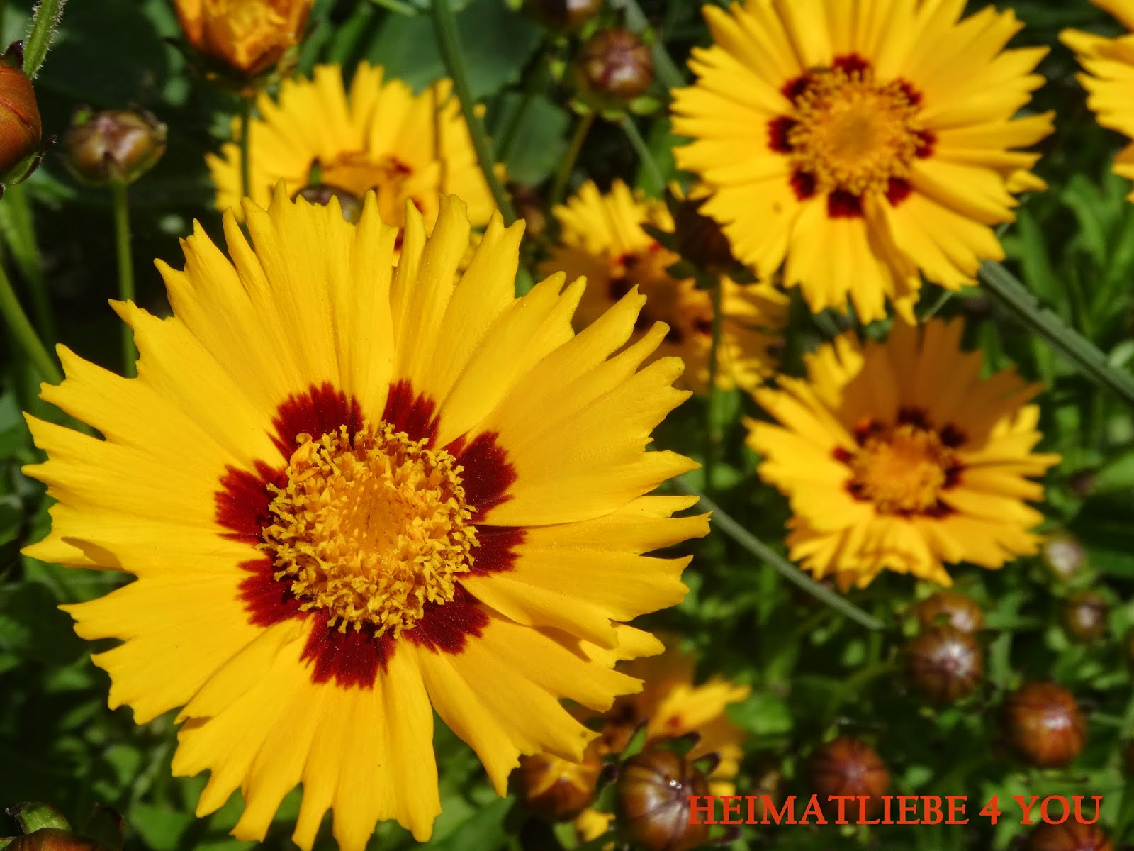 Ein Schweizer Garten Dauerbluher Madchenauge