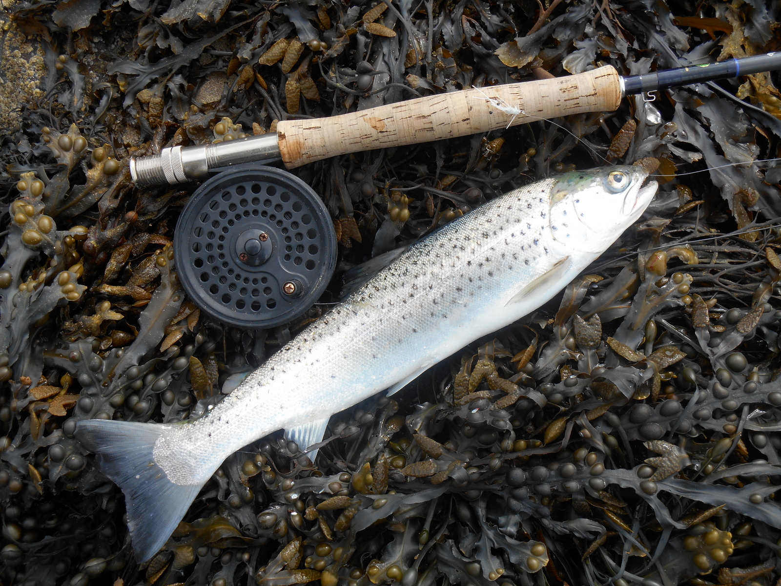 Foyle Trout & Salmon Flies Irish Salt water Sea Trout fishing