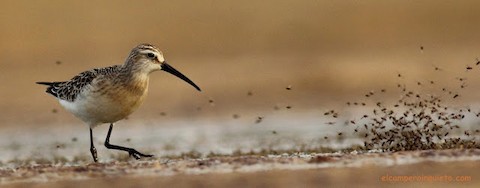 Three Dunlins