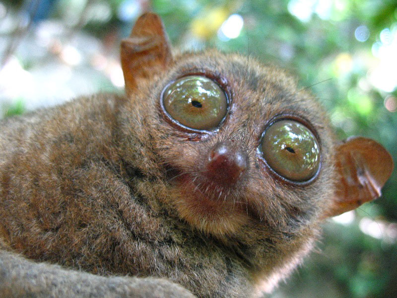 Tarsier Animal Wildlife