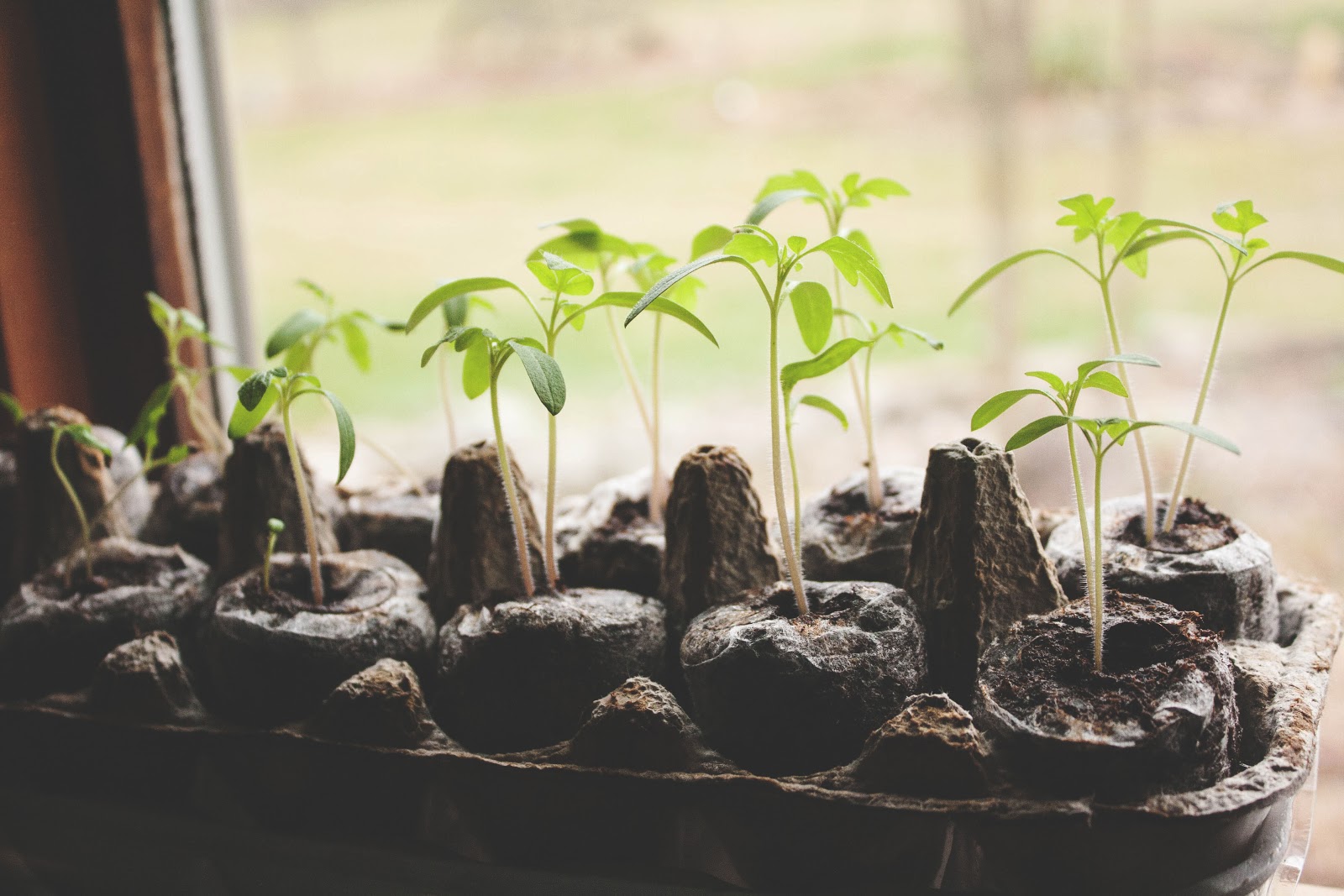 Diary of a Momma Gone Green: Indoor Herb Garden