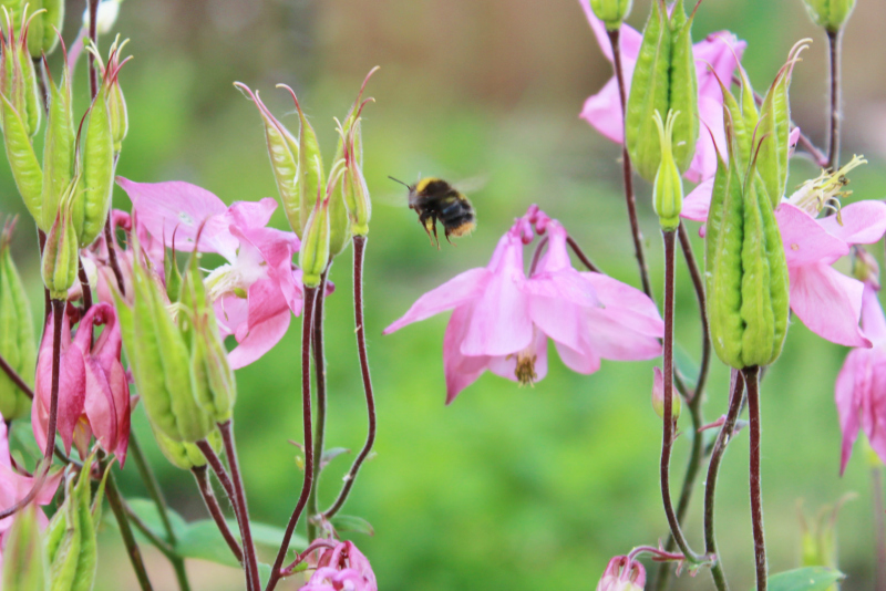 A day at the Weleda gardens in England - bee flying near to flower