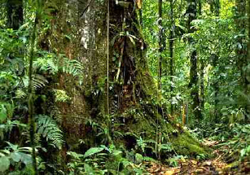 Amazon Deep rain forest