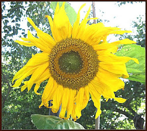 Earth Butterfly Seeds