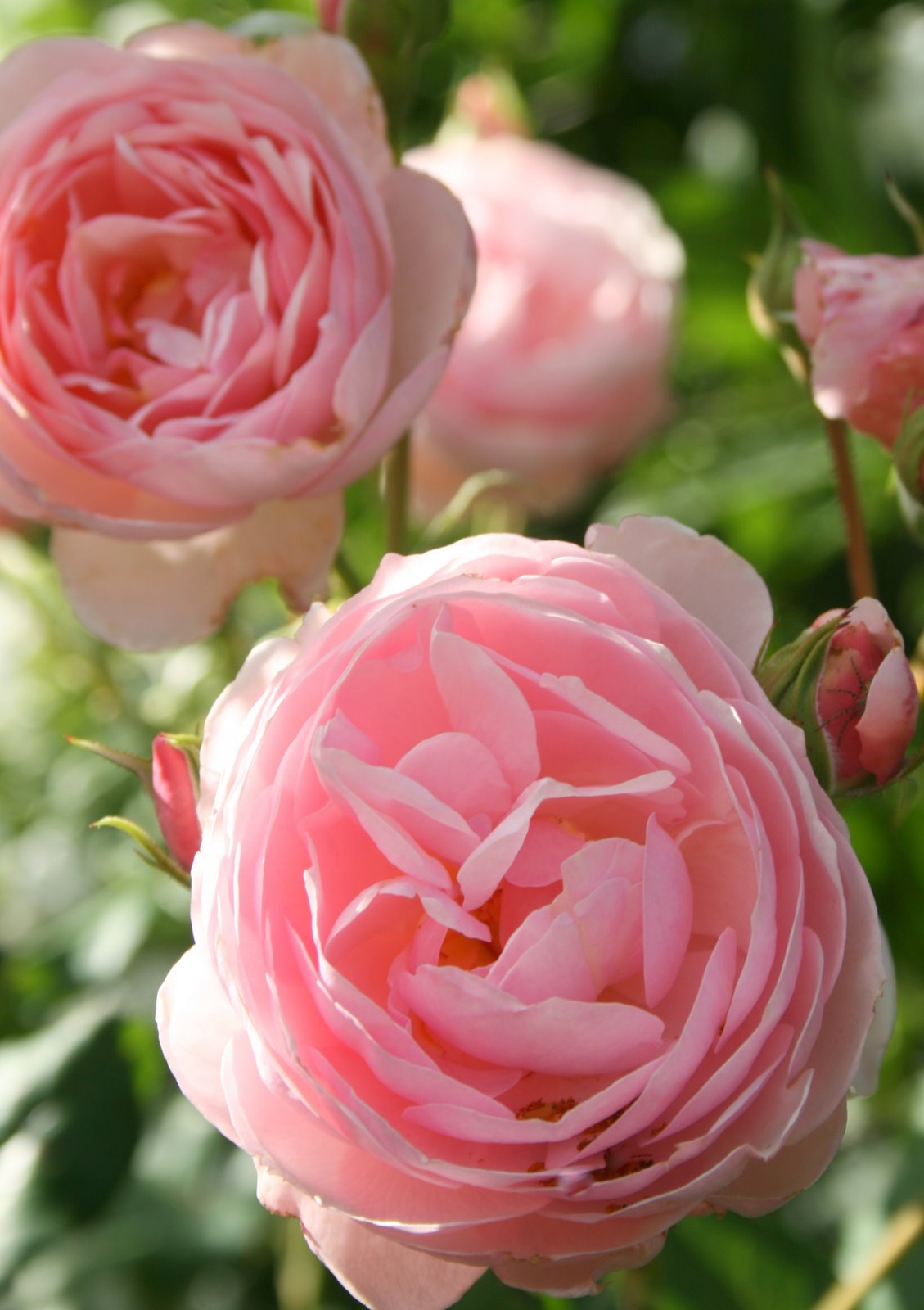 Aiken House & Gardens Roses and Such!