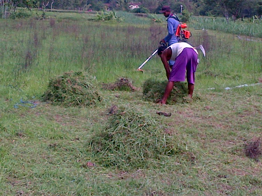 memanfaatkan mesin potong rumput untuk pemenuhan kebutuhan memanfaatkan mesin potong rumput untuk pemenuhan kebutuhan