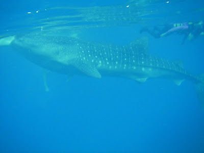 whale shark oslob