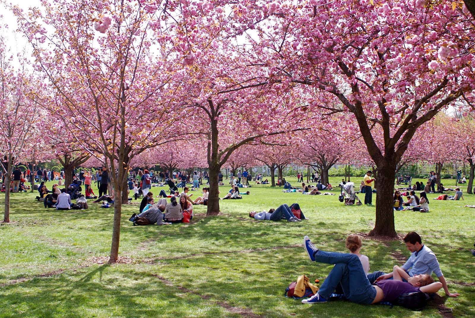 NYC ♥ NYC Cherry Blossom Season at Brooklyn Botanic Garden