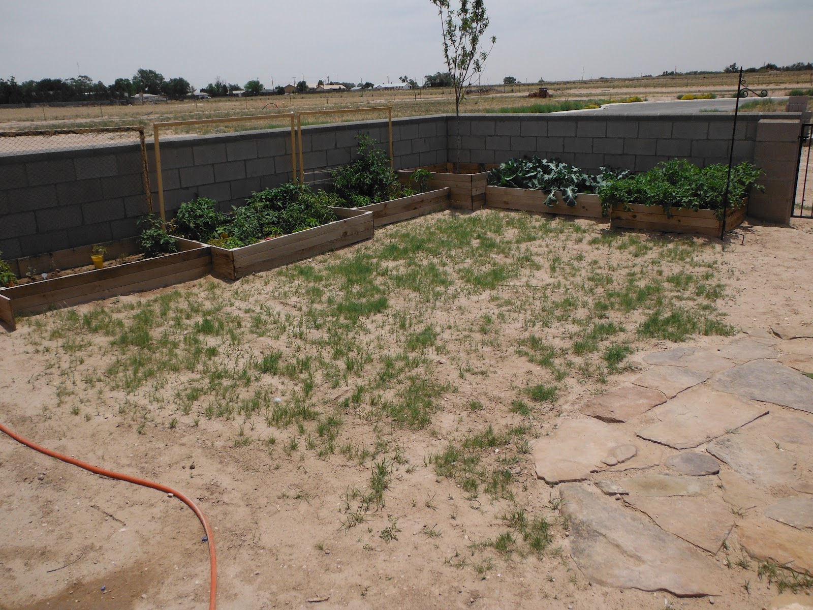 My Garden - Our Life: Grass Update