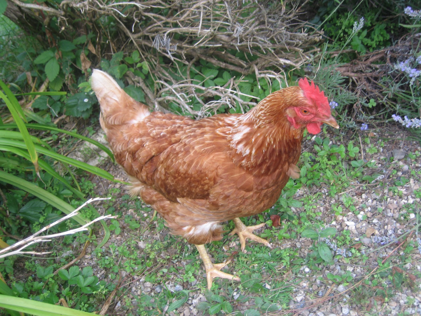 brown breeds brown chicken www imgkid the image kid has it brown breeds brown chicken www imgkid the image kid has it
