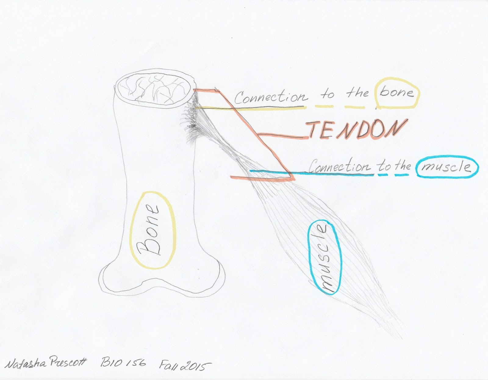 BIO 156, Fall 2015 Week 6. Chicken Wing Dissection Lab.