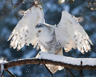 Snow Owl