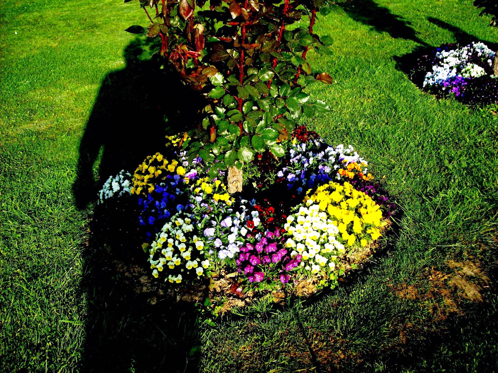 CHINAR SHADE SOME FLOWERS OF KASHMIR