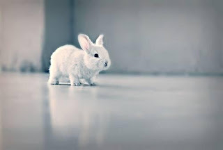 hayvanlar alemi tavsan