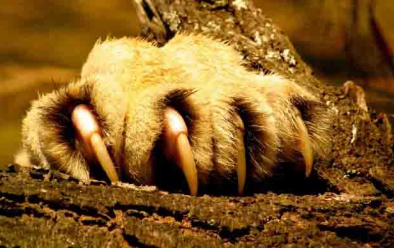mountain lion claw marks mountain lion claw marks