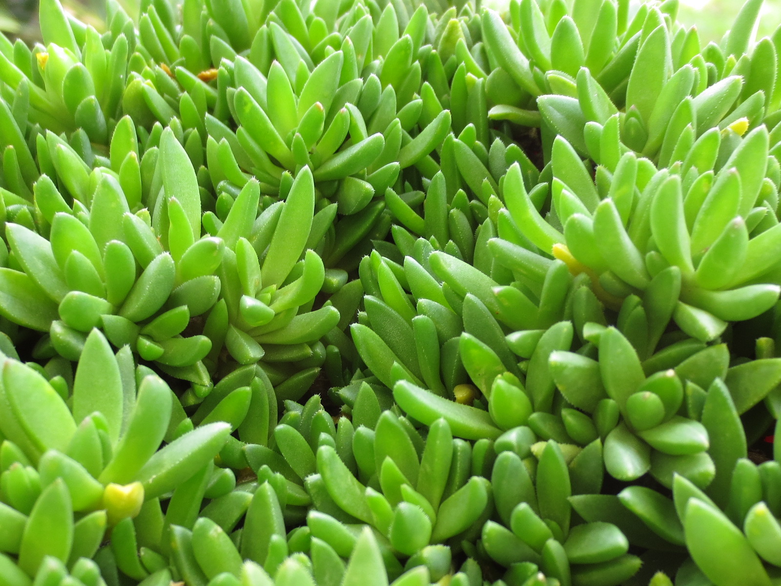Tropical Texana ICE PLANT FOR THE HOTTEST SPOT IN MY GARDEN