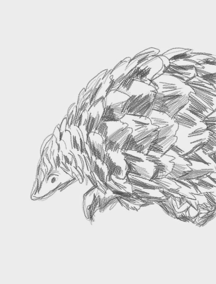 naomese - naomi bardoff's art blog: The Pangolin - Illustrated Marriane