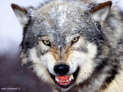“ATTENTI AL LUPO?.” (Immagine tratta da InternetVedere note “ab”, . (lupo)