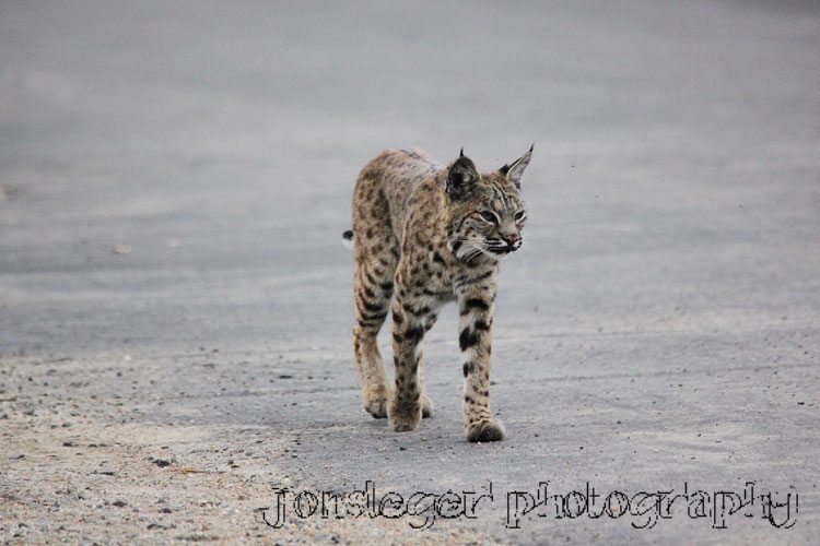 Northern Illinois Birder Lynx / Bobcats and Birds don't mix...
