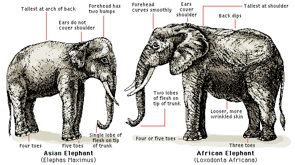 アフリカ大陸 ハンニバルの象は何処から来たのか