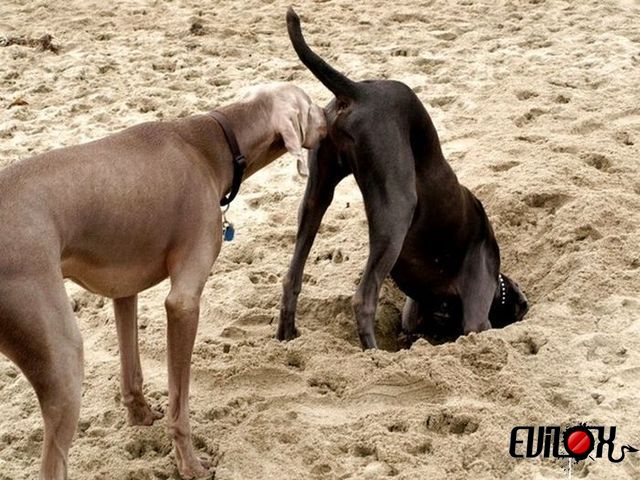 connaitre son qi gratuitement