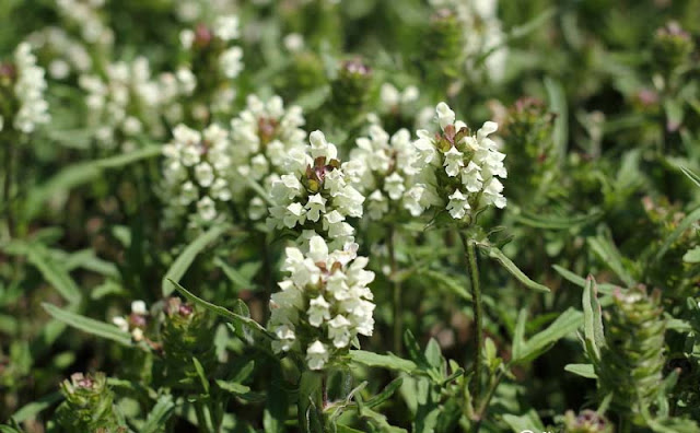 Prunella laciniata Flowers Pictures