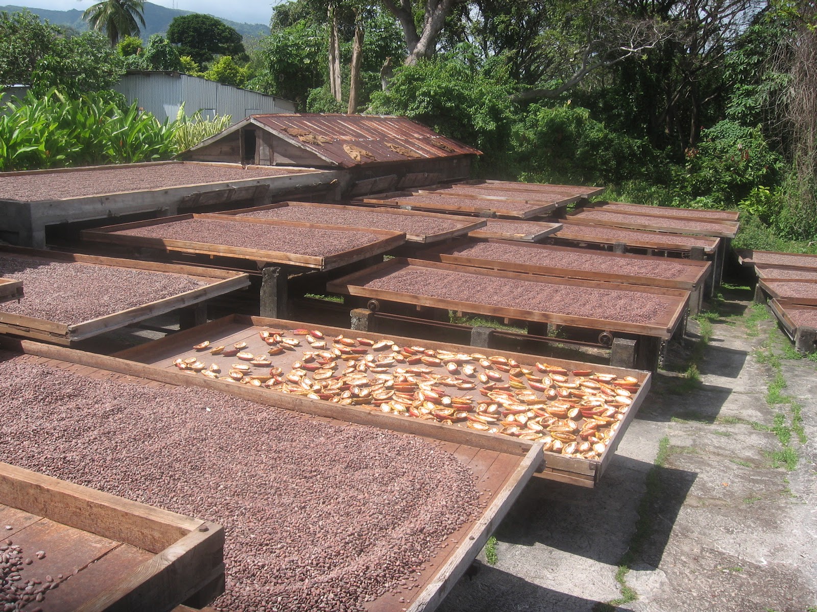 Cocoa Farming Future Initiative Grenada Cocoa Picking Season