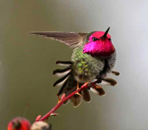 Foto Burung Kolibri Delima Terbaik