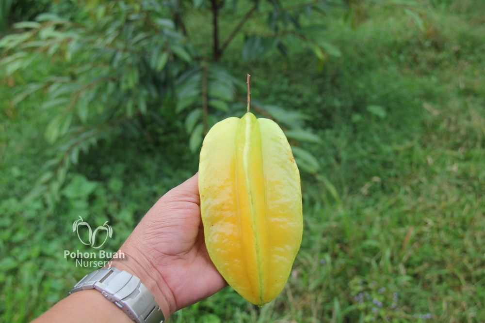 PBN Belimbing Dewi