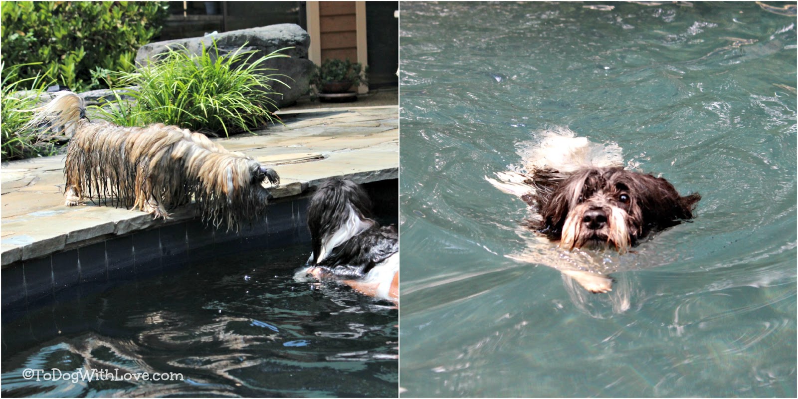 havanese rescue bay area small dogs that swim goldenacresdogs havanese rescue bay area small dogs that swim goldenacresdogs