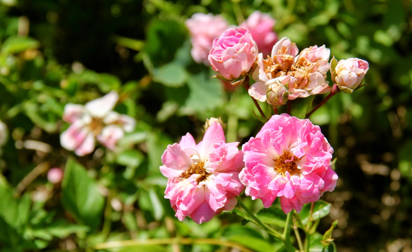 Hoot Owl Karma Roadside Roses, Rosa carolina