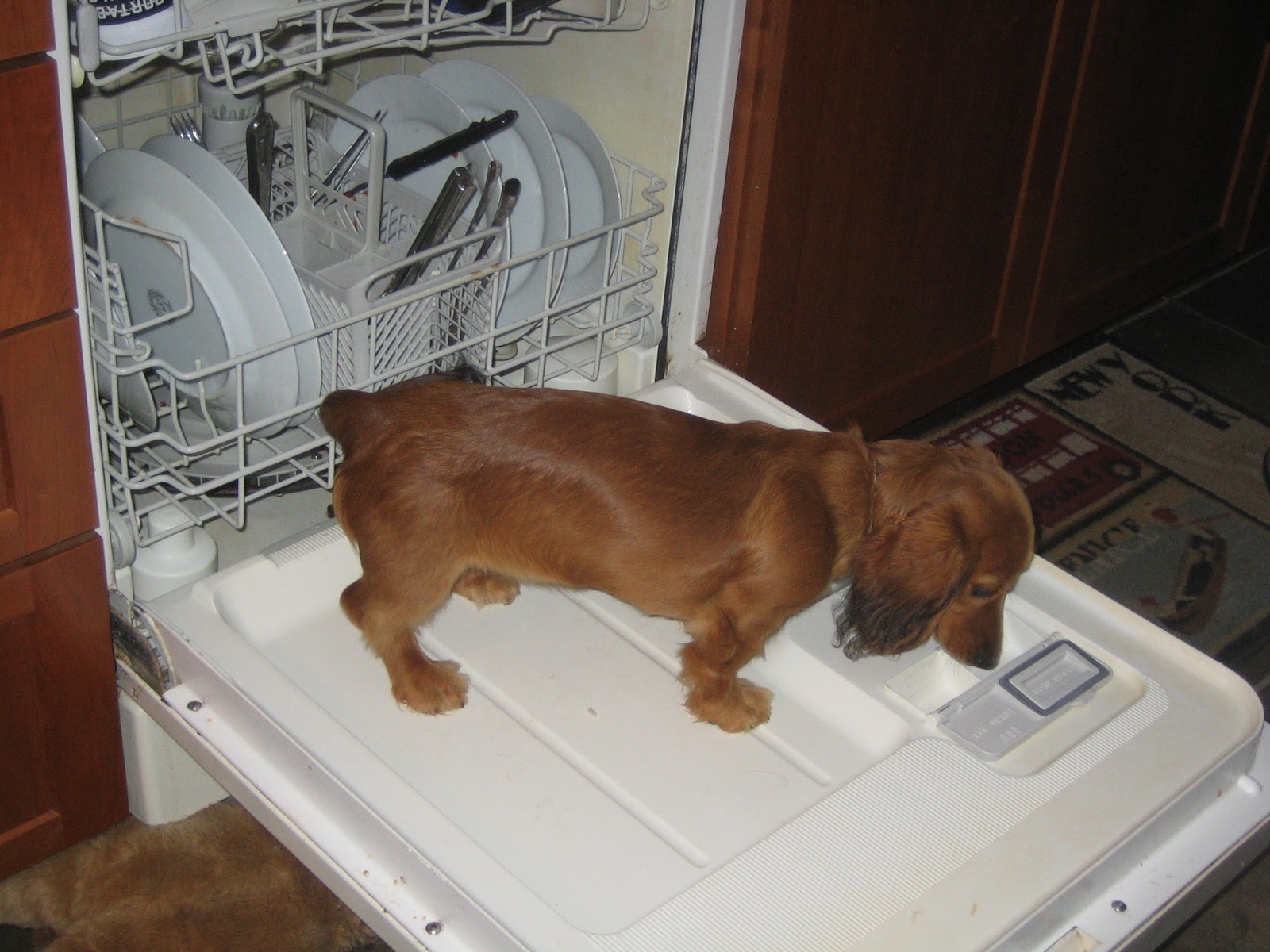 Cute Puppy Dogs: long haired miniature dachshund puppies