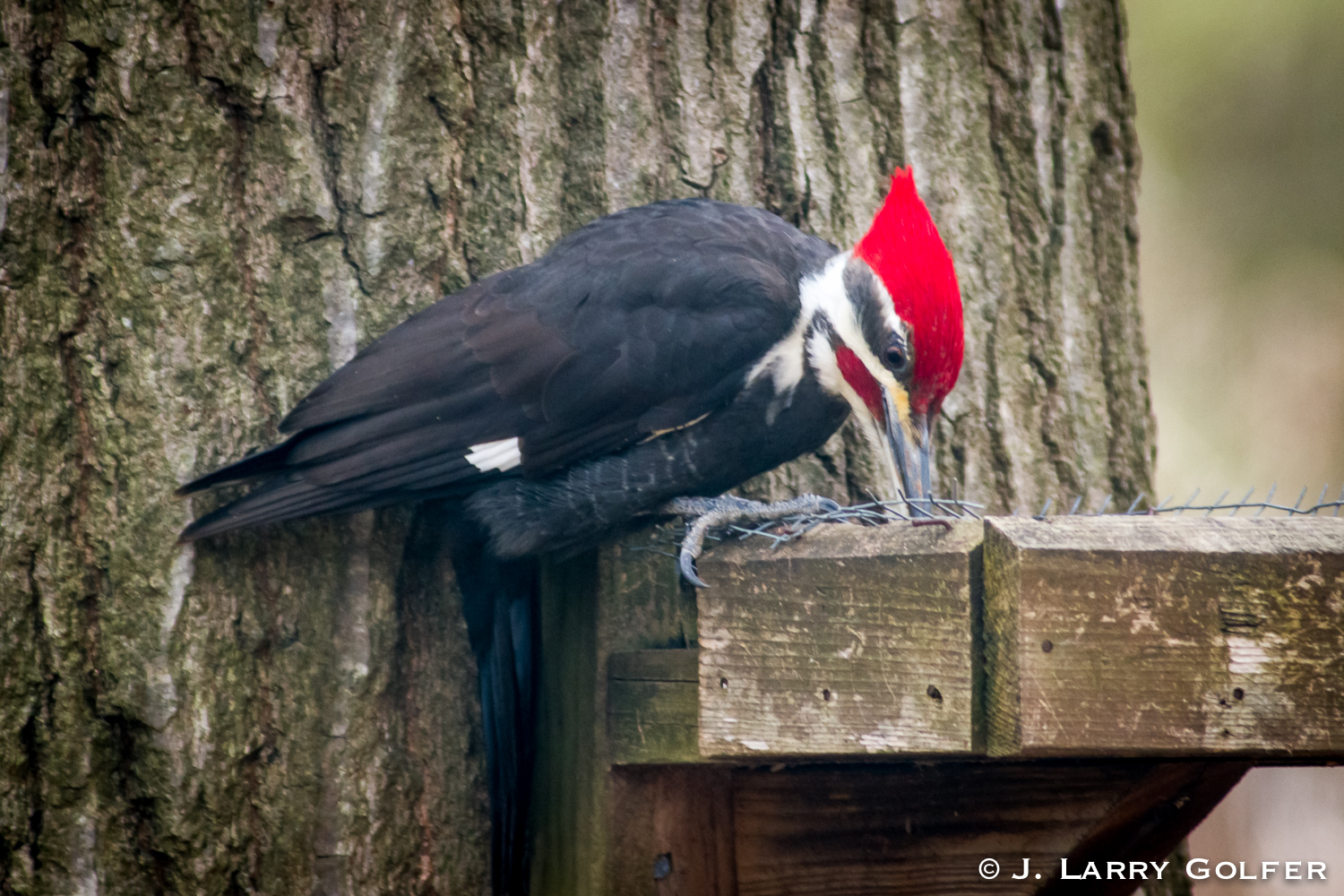 Piliated Woodpecker Pays a Visit