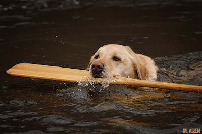 Dog paddle rescue - photo by Michael Alden