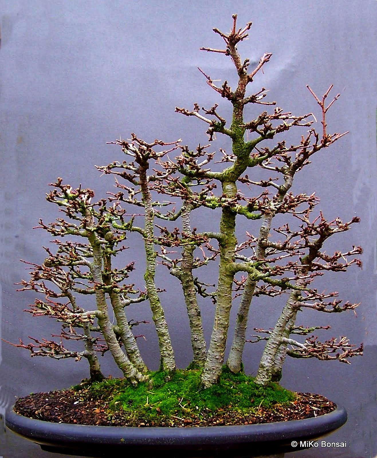 MiKo Bonsai November 2011